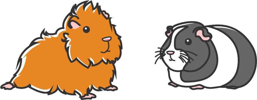 A guinea pig with a rough, long coat and a guinea pig with a short, smooth coat.